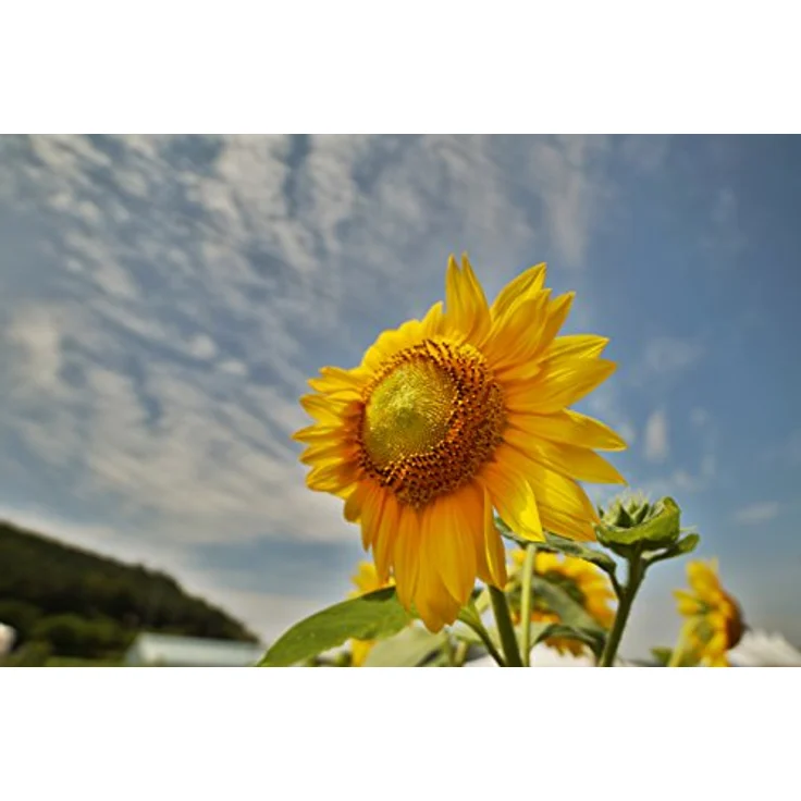 Samyang 14-2,8 Objektiv DSLR Canon EF AE manueller Fokus automatischer Blendenring Fotoobjektiv, Weitwinkelobjektiv schwarz – Bild 5