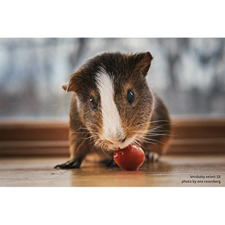 LENSBABY 56 mm / F 1.6 VELVET Nikon – Bild 5