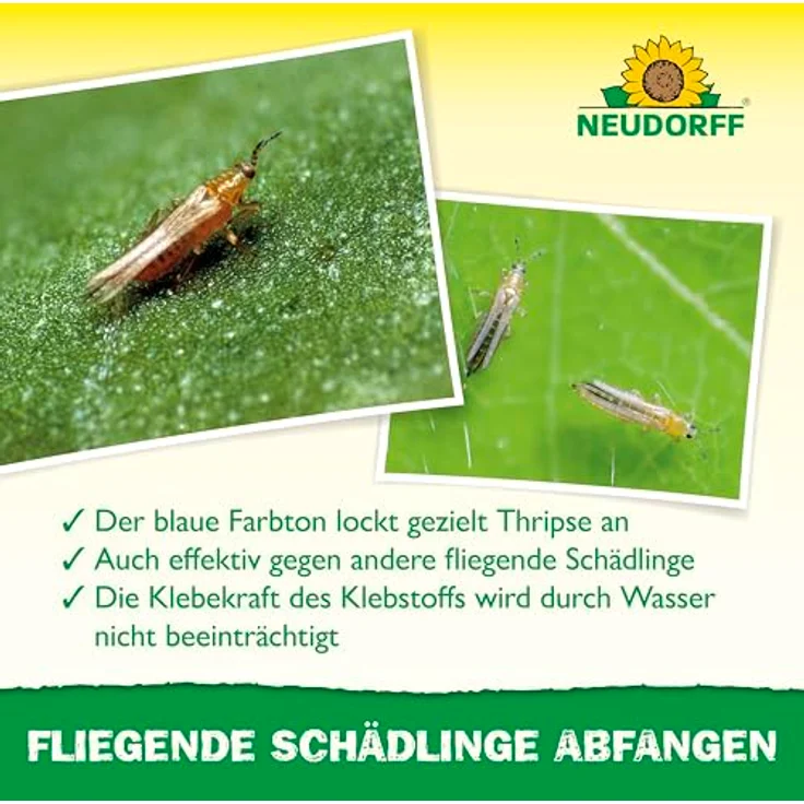 Neudorff Blau-Sticker, Klebefallen gegen Thripse und fliegende Schädlinge, geruchlos, insektizidfrei, 10 Stück – Bild 4