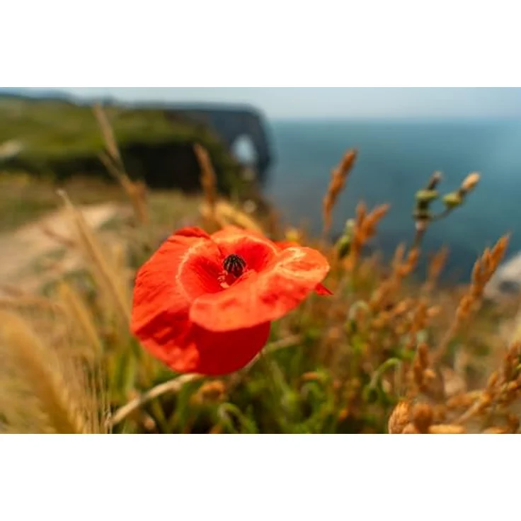 TAMRON 17-50mm F/4 Di III VXD – Bild 5