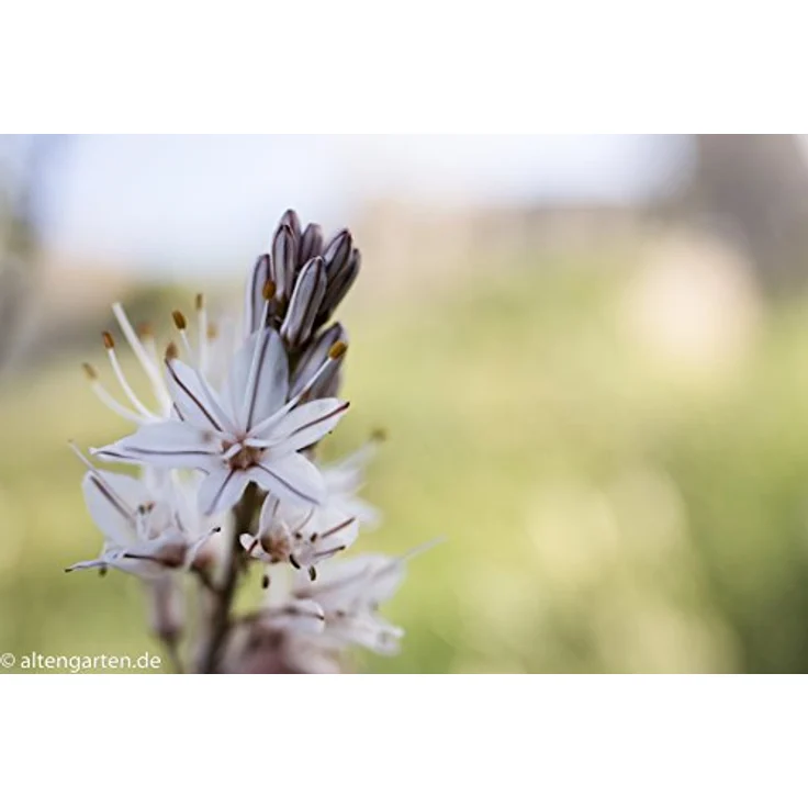 Tamron SP35mm F-1.8 Di VC USD Nikon Objektiv (67mm Filtergewinde, fest) schwarz – Bild 13