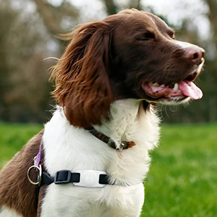Case-Mate Hundehalsband Halterung Transparent AirTag – Bild 6