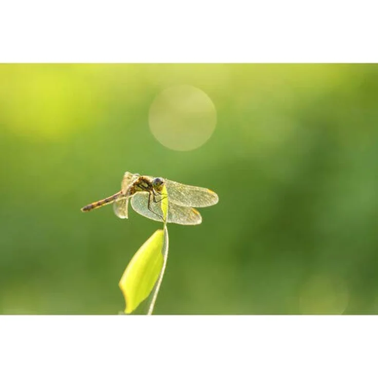 Sigma 105mm f2,8 DG DN Macro (A) für Sony-E – Bild 5