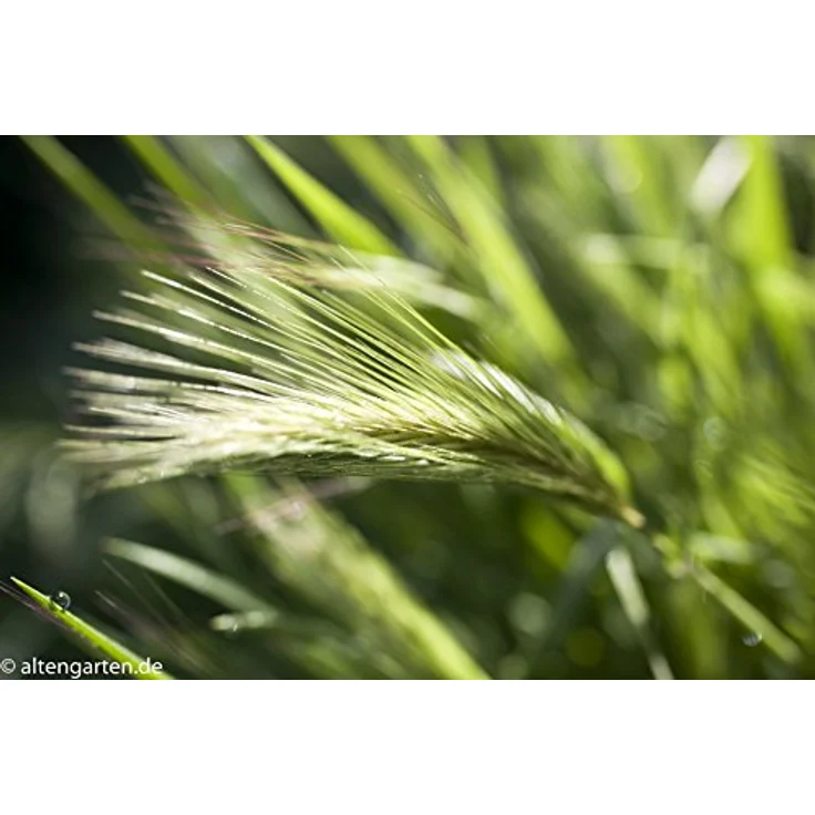 Tamron SP35mm F-1.8 Di VC USD Nikon Objektiv (67mm Filtergewinde, fest) schwarz – Bild 14