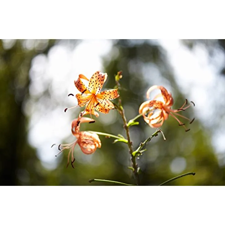 Samyang 85mm F1.4 Objektiv für Anschluss Canon M – Bild 5