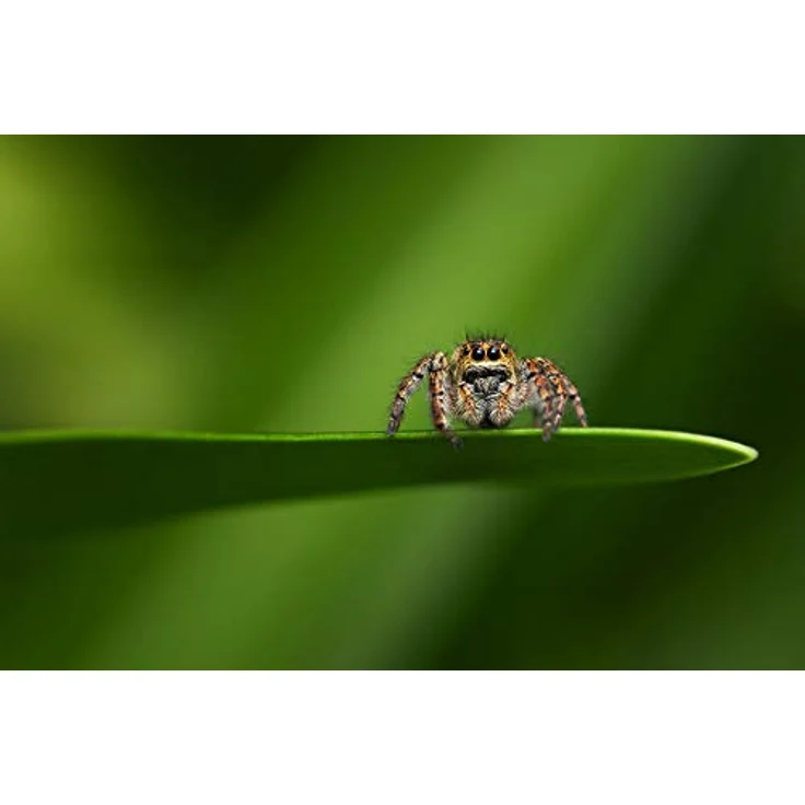 Tokina 100 mm / F 2.8 FIRIN FE MACRO – Bild 10