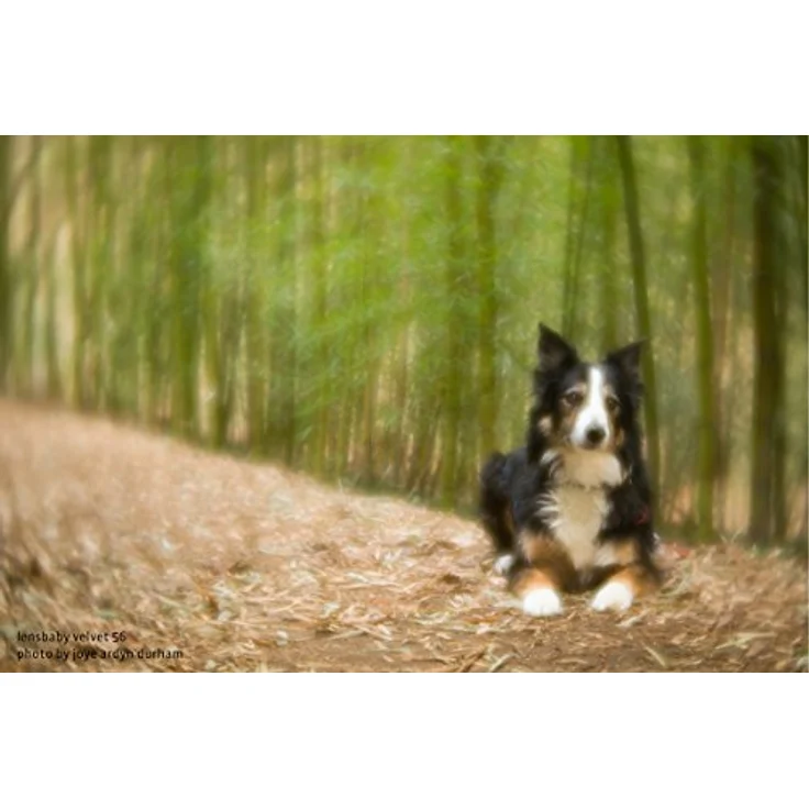 LENSBABY 56 mm / F 1.6 VELVET Nikon – Bild 6