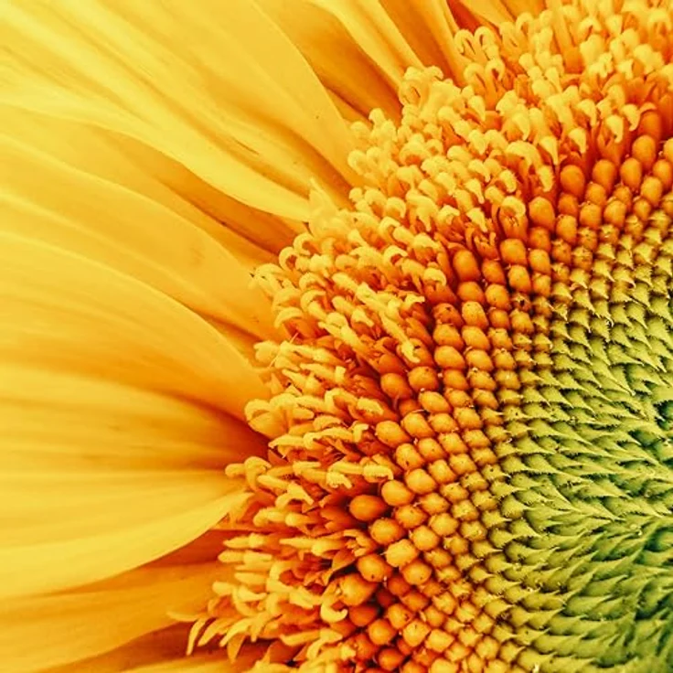 MOMENT Macro 10x Lens T-Series, Makroobjektiv für Smartphones mit Bokeh-Effekt und Gegenlichtblende, kompatibel mit iPhone 13 und neuer – Bild 7