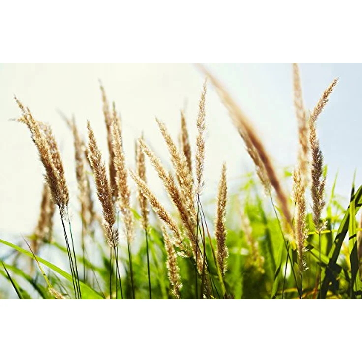 Samyang 50 mm T1.5 AS UMC VDSLR Lens for Micro Four Thirds, black – Bild 5