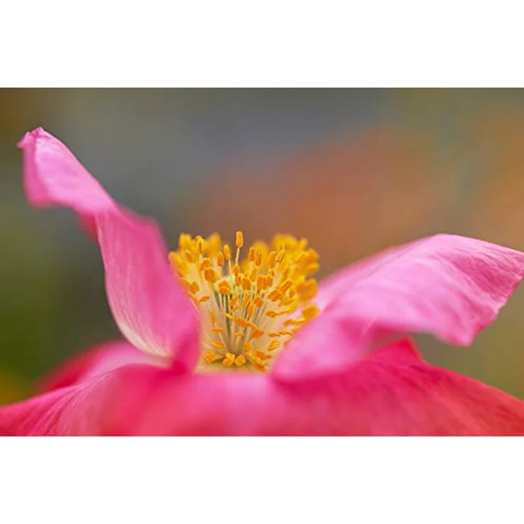 Tokina 100 mm / F 2.8 FIRIN FE MACRO – Bild 9