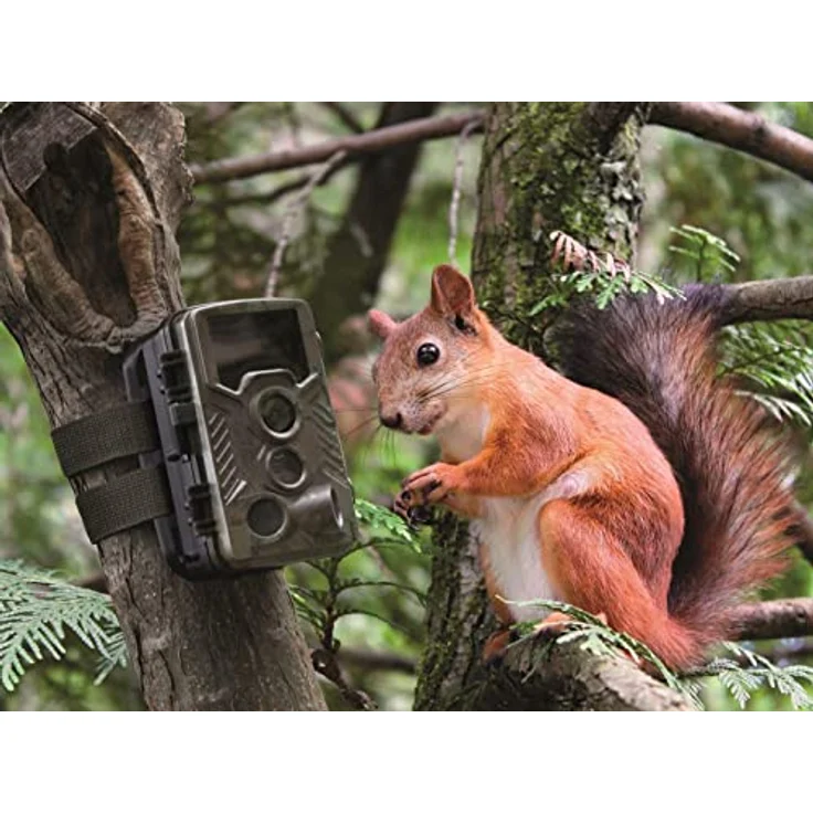 Technaxx Nature Wild Cam 8MP TX-125 Full HD batteriebetriebene Überwachungskamera Innen- & Außenbereich Nachtsicht Bewegungsmelder Jagdkamera Wildtierkamera für Überwachung – Bild 10