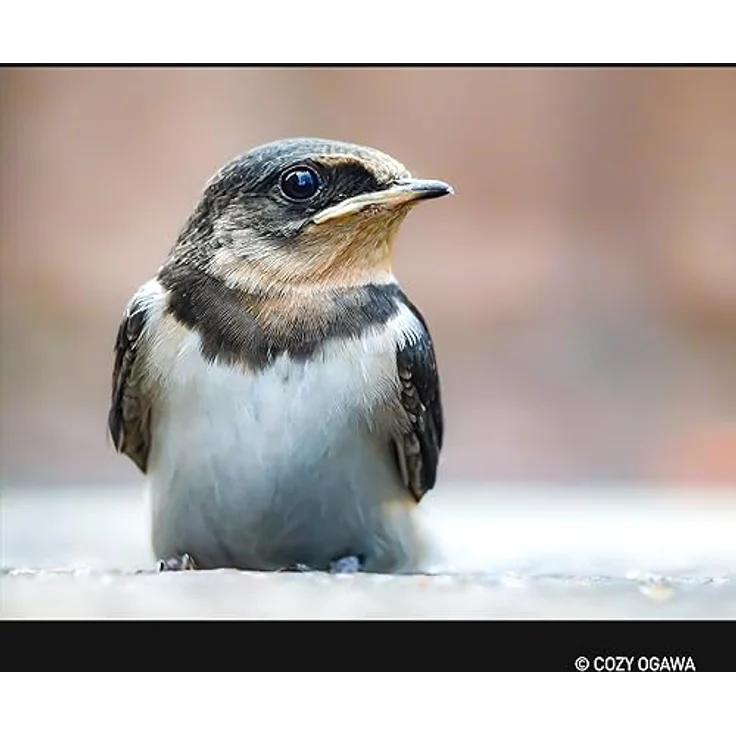 Panasonic DG Vario-Elmar F/4.0-6.3 II Asph. Power O.I.S. Ultra-Teleobjektiv 100-400 mm, Schwarz, für Micro Four Thirds – Bild 8