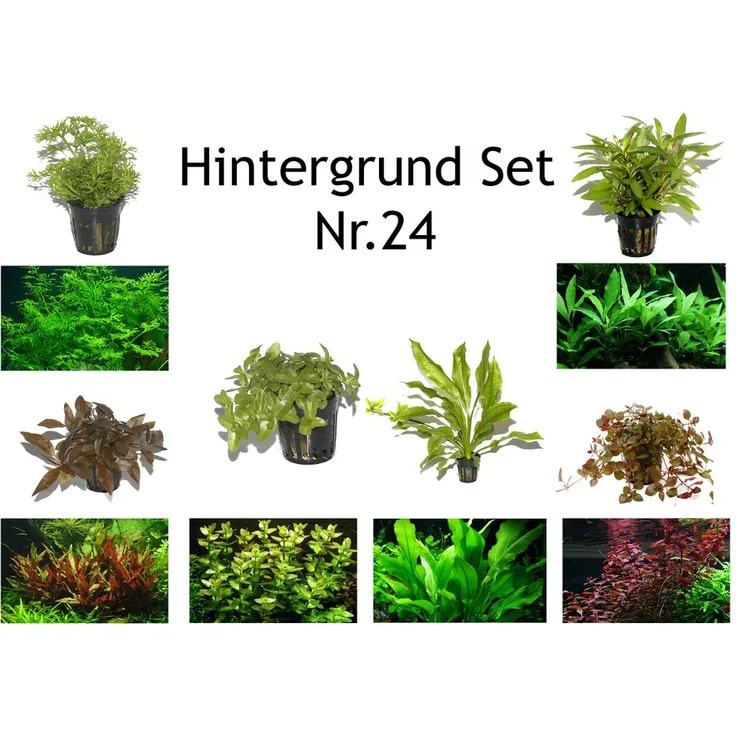 Hintergrund Set mit 6 Tropica Topf Pflanzen Aquariumpflanzenset Nr.24