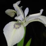 Blumixx Stauden Iris pseudacorus Junges White Selection - Sumpfschwertlilie Standort sonnig Blütenfarbe weiß