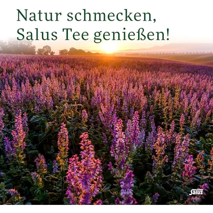 Salus Griechischer Bergtee Sideritis scardica Bio, 40 g, glutenfrei – Bild 5