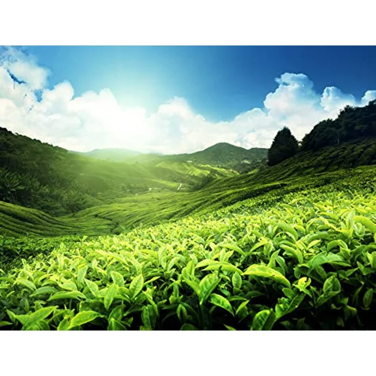 Meßmer Feinster Darjeeling Ganzes Teeblatt, 150g – Bild 7