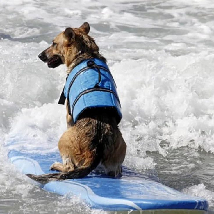 Izefia Hund Schwimmweste Sicherheitsmantel für kleine Hunde, Auftrieb, verstellbar, Tarnung Flach, Größe S – Bild 5