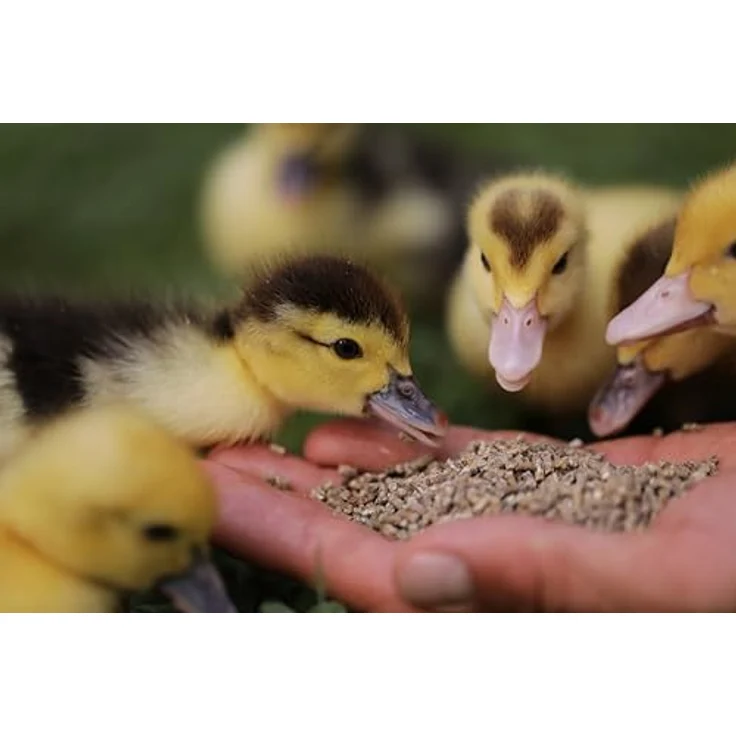 WachtelGold DuckGold Enten- & Gänsekükenkorn 2,5kg – Aufzuchtfutter für Enten & Gänse ab dem 1. Tag | Mit Vitaminen & Mineralien, ohne Palmöl & Gentechnik, in Deutschland hergestellt – Bild 2