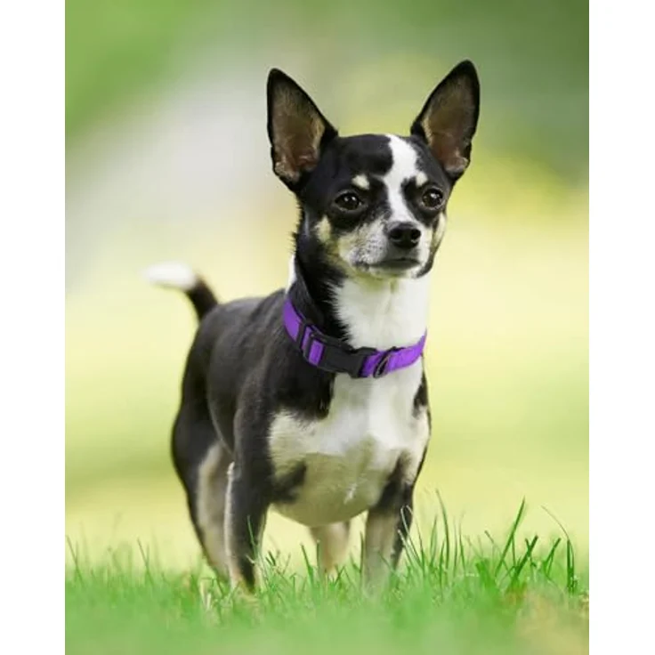 Joytale Gepolstertes Hundehalsband aus Neopren Nylon, Verstellbar und Reflektierend für Welpen, XS, Lila – Bild 2