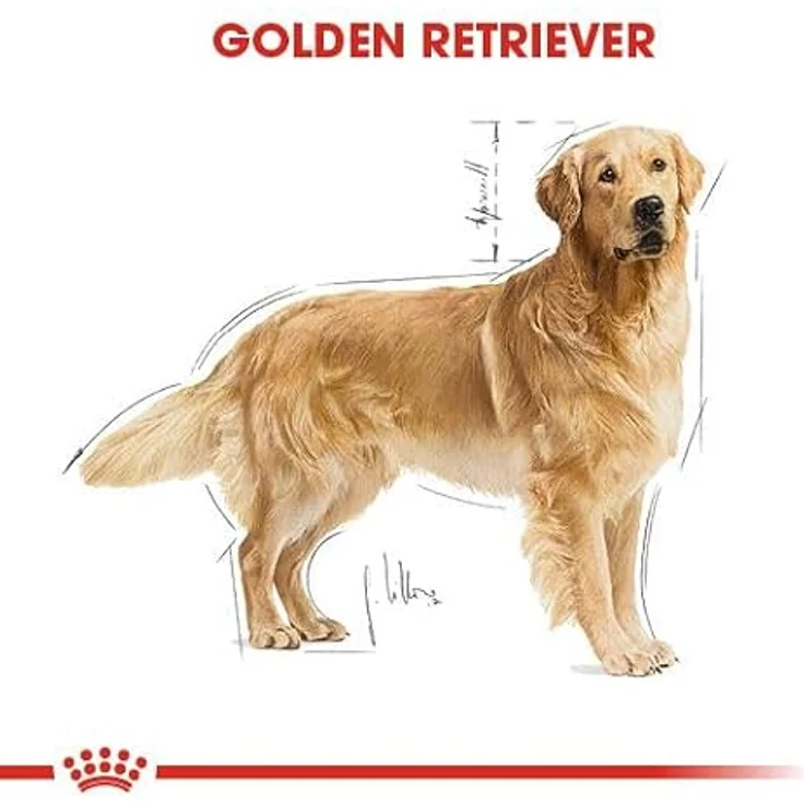 ROYAL CANIN Golden Retriever Adult, Trockenfutter für Hunde, 2x12kg, hochwertige Ernährung – Bild 5