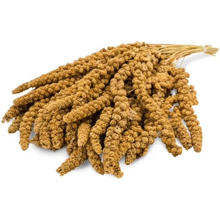 JR FARM Birds Kolbenhirse gelb, 1 kg - Natürliches Vogelfutter für artgerechte Beschäftigung und Vitalförderung, made in Germany – Bild 2