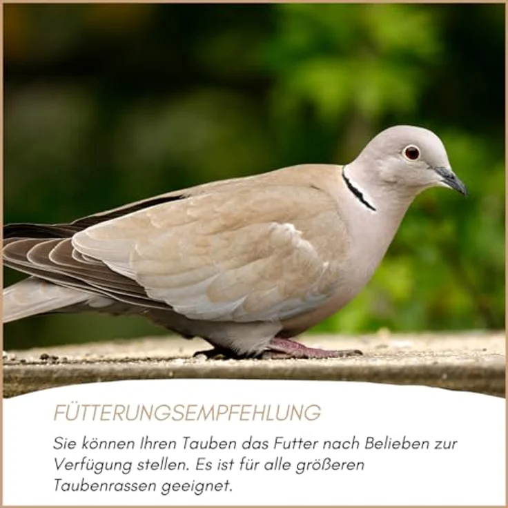 Supravit Taubenfutter 5 kg Basis, hochwertige Körnermischung für Tauben, Ganzjahresfutter, nahrhafte Saaten- & Getreidemischung, hergestellt in Deutschland – Bild 5