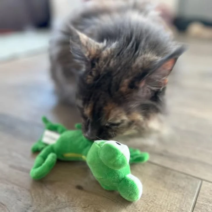 Aumüller Katzenspielkissen Chamäleon Olly mit Baldrian und Dinkelspelz, bunt – Bild 6