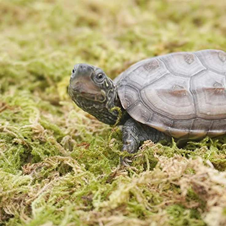 Begeterday 99g Reines Natürliches Moos für Schildkröten, Feuchtigkeitsspendend und Wärmespeichernd, Ideal für Terrarien – Bild 4