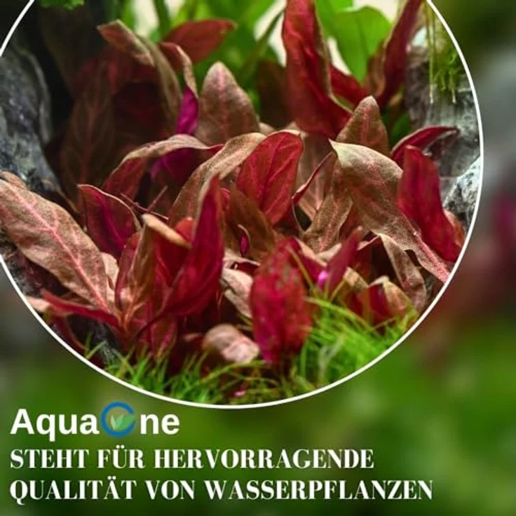 AquaOne Pogostemon stellatus I Aquariumpflanze voll durchwurzelt, 15-30 cm Stängelpflanze für Aquascaping, fortgeschrittene Pflege mit CO2-Zufuhr – Bild 5