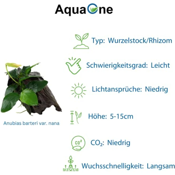 AquaOne Aquarium Pflanzen Set Mix, 2x Wasserpflanzen auf Wurzel - Anubias barteri var. nana & Vesicularia montagnei 'Christmas' für Aquarien-Dekoration – Bild 3