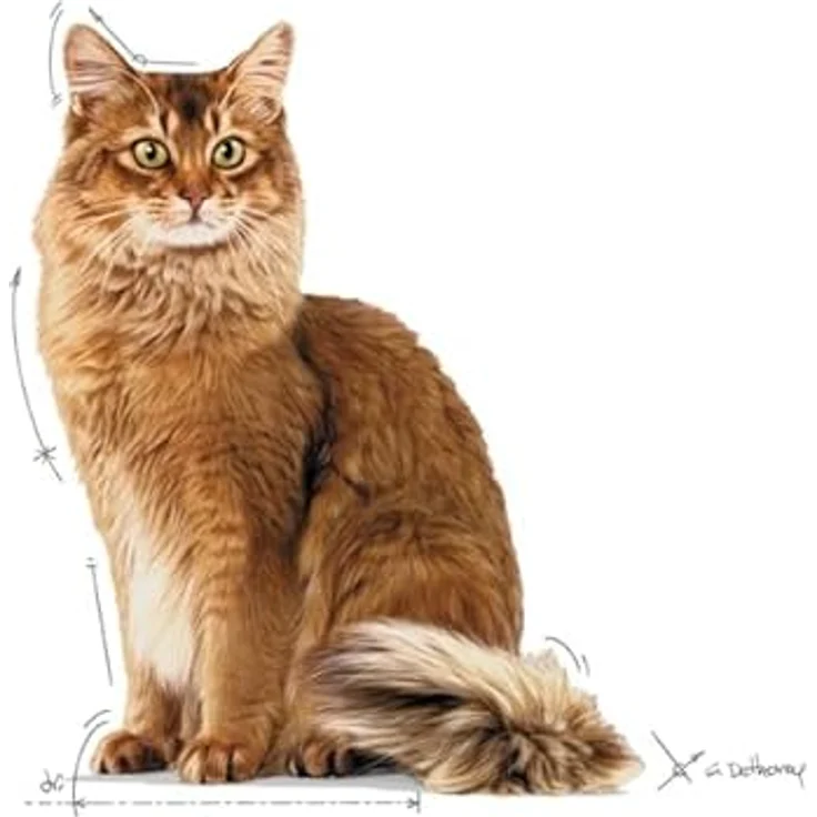 Royal Canin FCN Light Weight Care Jelly, Katzen-Nassfutter zur Reduzierung der Kalorienaufnahme, 12x85g – Bild 5