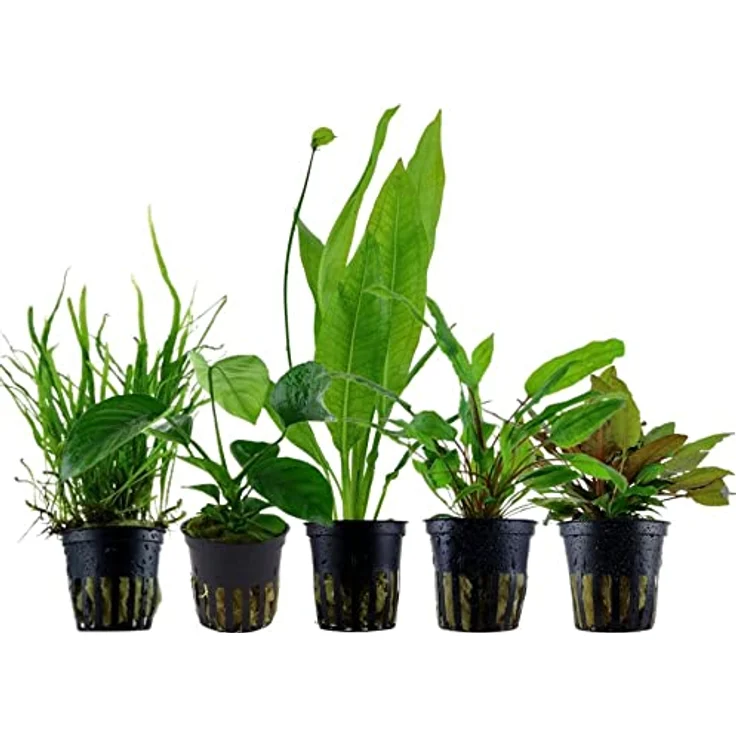AquaOne Aquarium Pflanzen Set, 5x Wasserpflanzen für Diskusbecken mit Anubias, Microsorum und Echinodorus – Bild 1