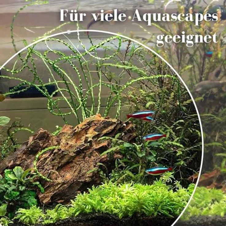 Aquaone Drachensteine, Natursteine Mix 10kg für Aquascaping, Größe S bis XL – Bild 5