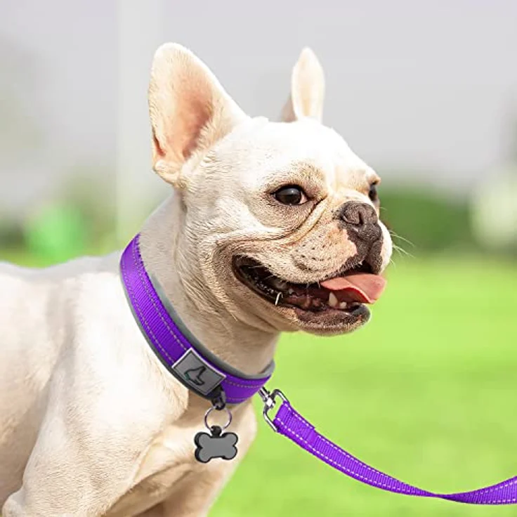 Joytale Halsband für Hunde, gepolstertes Neopren-Hundehalsband für kleine Hunde, reflektierend und strapazierfähig, lila – Bild 3