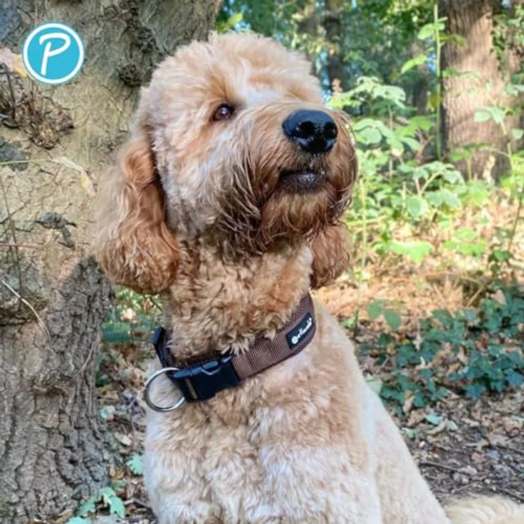 Petlando Mesh Hundehalsband, leicht, atmungsaktiv & weich gepolstert, stufenlos verstellbar, robust, M 45-50cm, Mokka – Bild 5