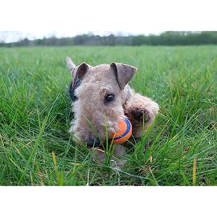 Chuckit! Ultra Ball Hundespielzeug, langlebig aus Gummi, hohe Sprungkraft, schwimmend, 3 Stück, Größe M, orange/blau – Bild 5