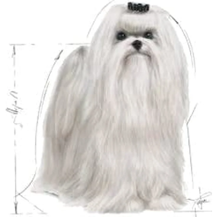 Royal Canin Maltese Adult, Trockenfutter für ausgewachsene Malteser, 1,5 kg, Unterstützung von Fell und Verdauung, mit EPA & DHA, für Hunde ab 10 Monaten – Bild 4