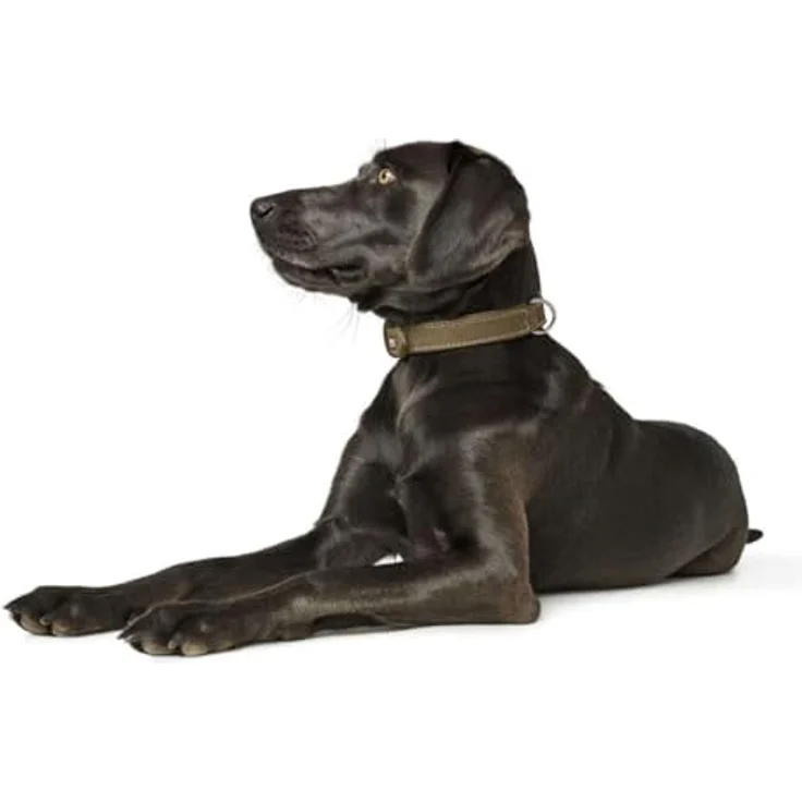 Hunter Hunde-Halsband Hunting oliv M – Bild 4