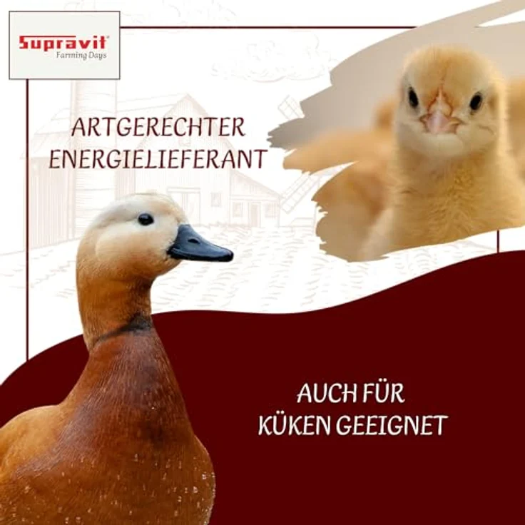 Supravit Geflügelkörnerfutter 5kg – 100 % naturnah & artgerecht, hochwertiges Alleinfutter für Hühner, Enten, Wachteln, ohne Gentechnik, ideal als Winter- oder Zusatzfutter – Bild 5