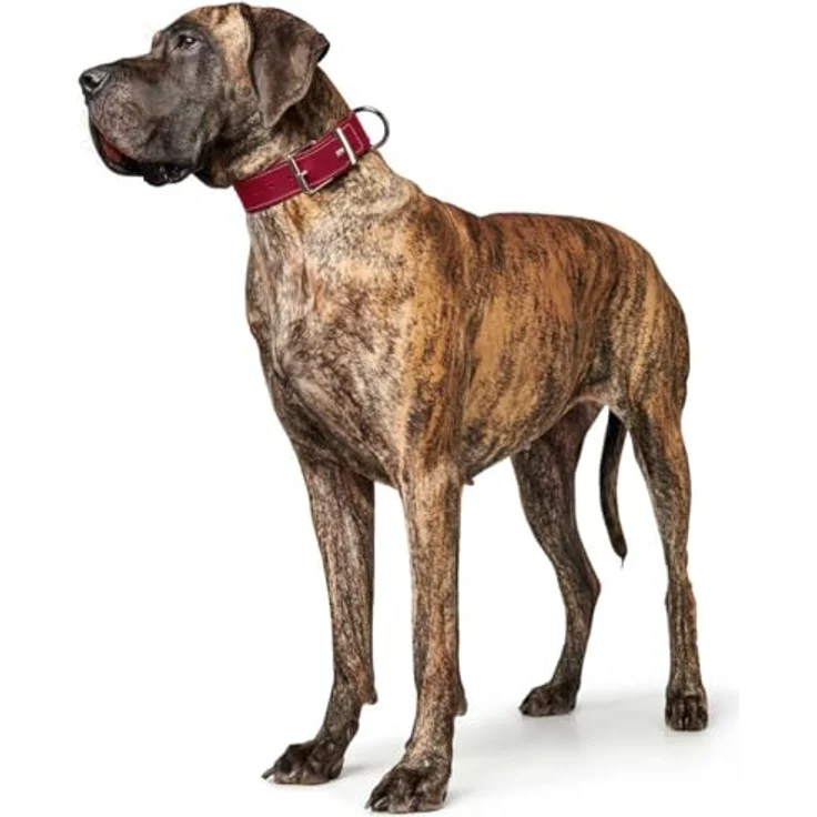 Hunter Hunde-Halsband Aalborg Special rot XS – Bild 6