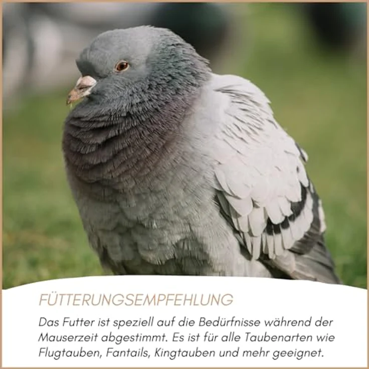 Supravit Taubenfutter 25kg während der Mauser | Körnermischung mit wertvollen Inhaltsstoffen für gesundes Federkleid | Hergestellt in Deutschland – Bild 5