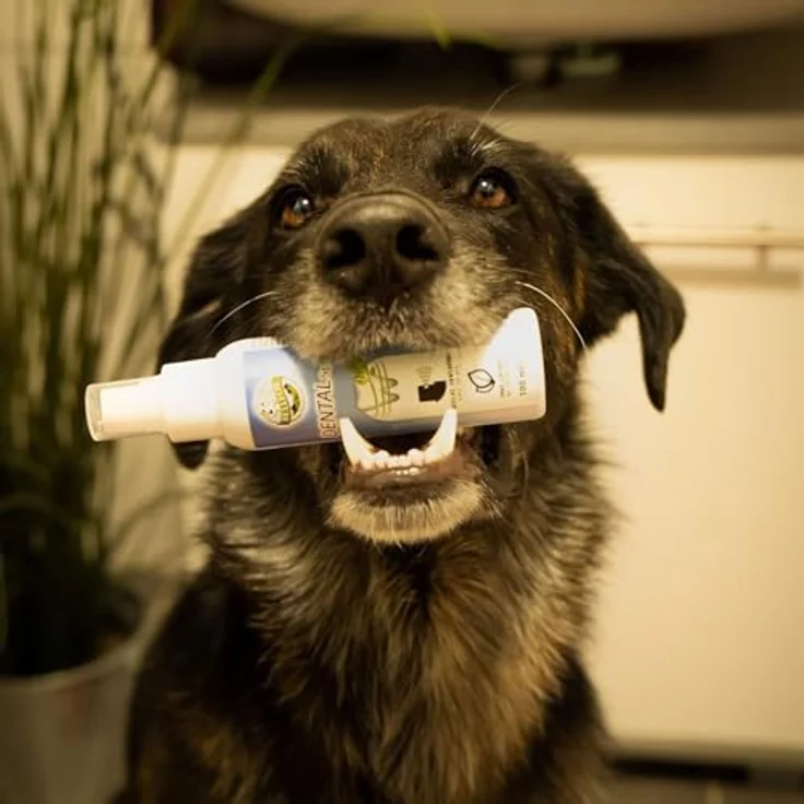 Bellfor Zahnpflege Sparset, optimale Zahnpflege für Hunde, Dental Pulver 80 g + 4 x 100 g Dental Sticks + 100 ml Dental Spray – Bild 10