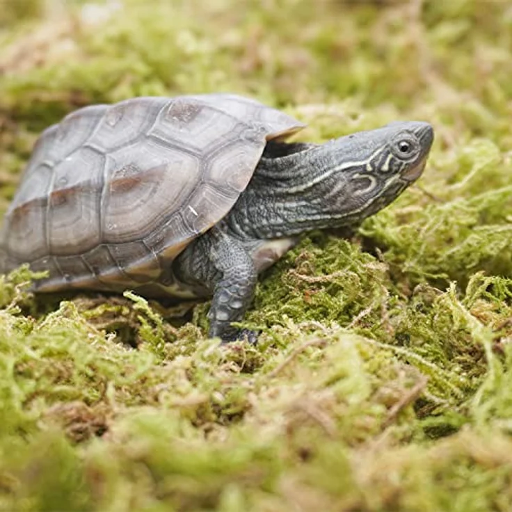 Begeterday 99g Reines Natürliches Moos für Schildkröten, Feuchtigkeitsspendend und Wärmespeichernd, Ideal für Terrarien – Bild 3