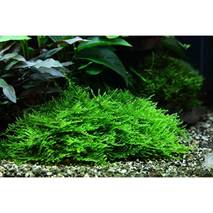 AquaOne Moos Set mit 5 in Vitro Pflanzen, Aquariumpflanzenset Nr.57, inklusive Taxiphyllum und Vesicularia Arten – Bild 5
