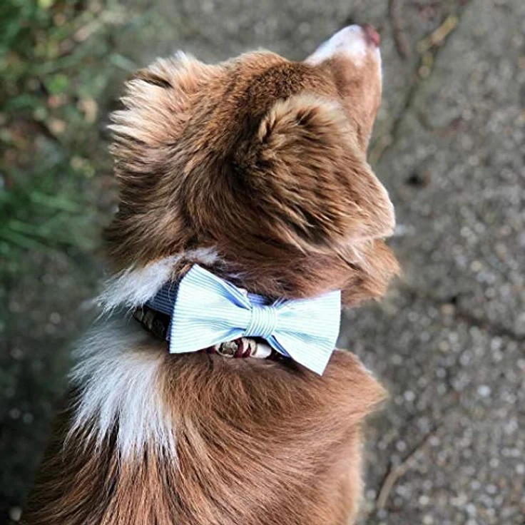Unique Style Paws Hundehalsband Fliege, verstellbares Baumwollhalsband für Hunde und Katzen, XL-Größe, mit separierbarer Fliege und D-Ring, pflegeleicht – Bild 5