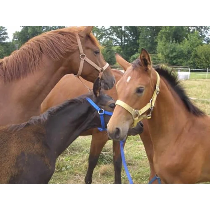 AMKA HorseGuard Flexi Rug Unterdecke 100 g Thermofüllung, atmungsaktive Pferdedecke, dunkelblau – Bild 3