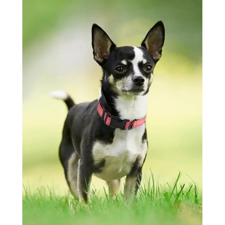 Joytale Hundehalsband Gepolstert aus Neopren Nylon, Verstellbar und Reflektierend, XS, Rosa – Bild 2