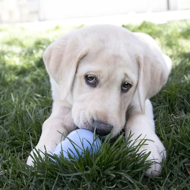 KONG Puppy Beißspielzeug, für mittelgroße Welpen, aus weichem Naturgummi, blau – Bild 2