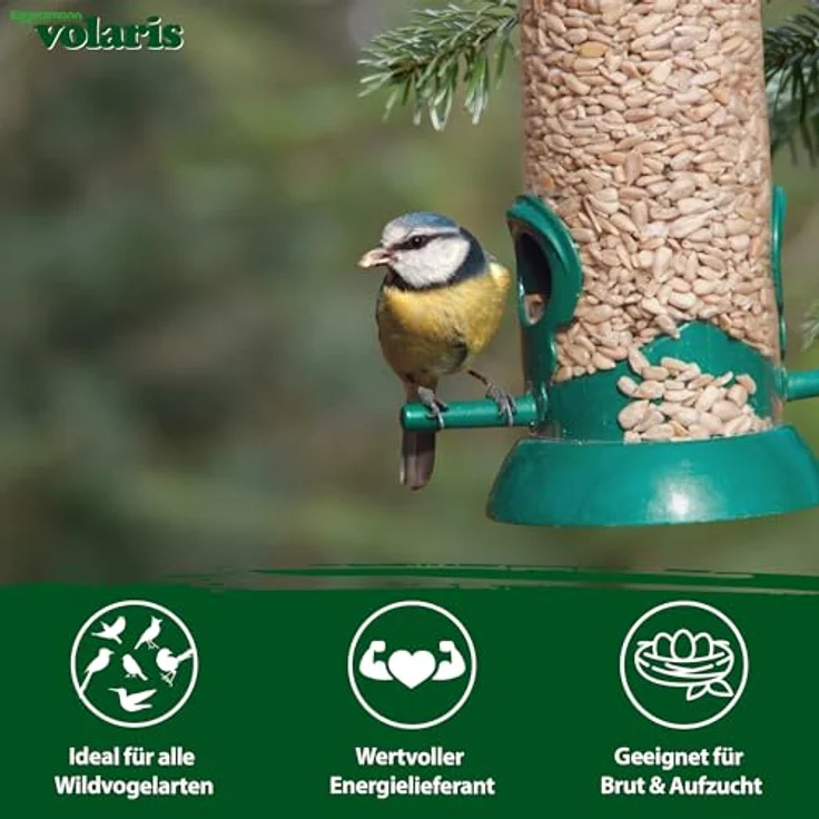 Eggersmann volaris Sonnenblumenkerne Vogelfutter, 2,5kg geschält für alle Vogelarten, ganzjährig verwendbar, Made in Germany – Bild 2