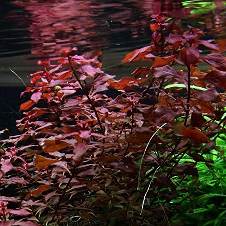 AquaOne Ludwigia palustris 'Super Red', Set mit 3 voll durchwurzelten Aquarienpflanzen für einfaches Aquascaping, 10-30 cm hoch – Bild 2